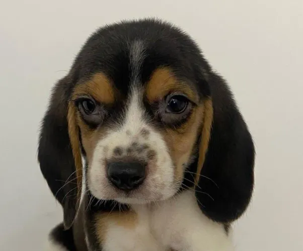 Filhote de Beagle o amigo de patinhas que adora aventuras