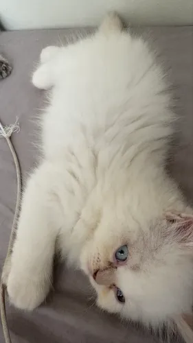 Gato Persa Himalaio Cream Point