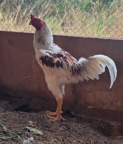 Galo 