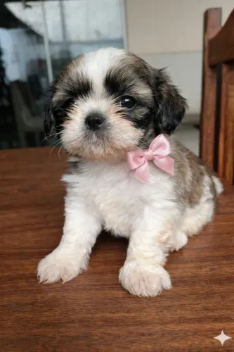 Vende-se filhote Shitzu