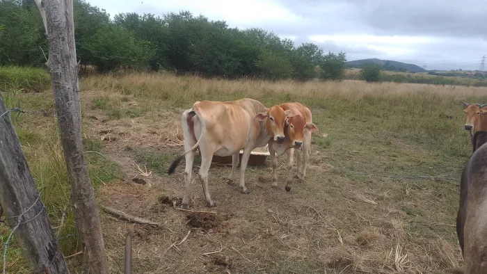 Vendo lote de bois e um égua mangalarga sem registro 
