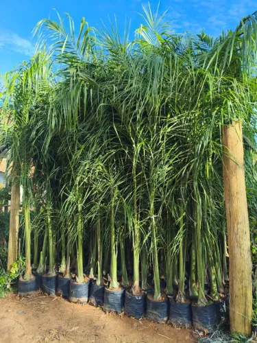 Palmeira imperial na promoção