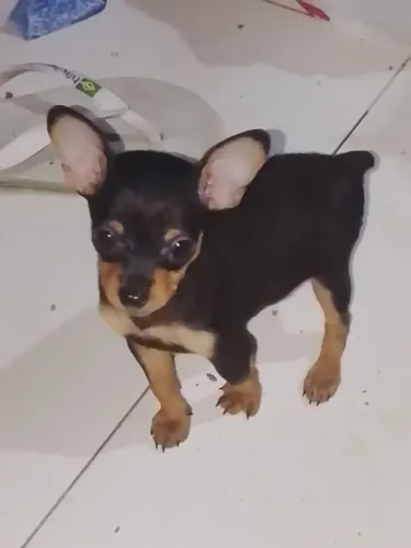  pinscher macho número 1 miniatura raça pura