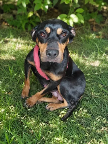 Doa-se cachorra de porte médio, mista (rottweiler+pitbull)