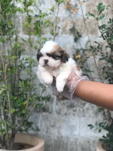 Shih Tzu com Garantia Completa Documentada