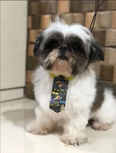 Cachorro Shitzu 