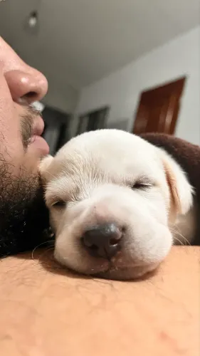 Filhote de 3 meses para doação