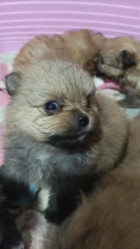 SPITZ ALEMÃO ANÃOZINHO EXÓTICO LULU DA POMERANA