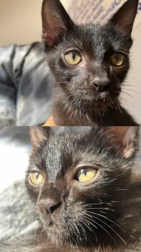 ADOÇÃO RESPONSÁVEL GATO FILHOTE