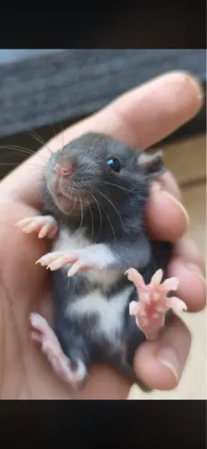 Ratinho twister estimacao roedor (nao é hamster)