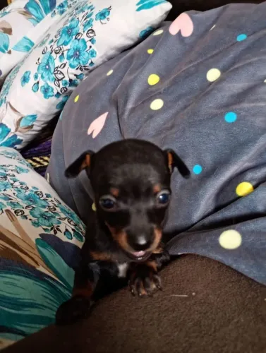 Filhote de pinscher 