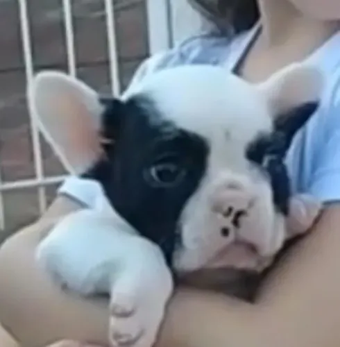Bulldog frances carinha adoravel