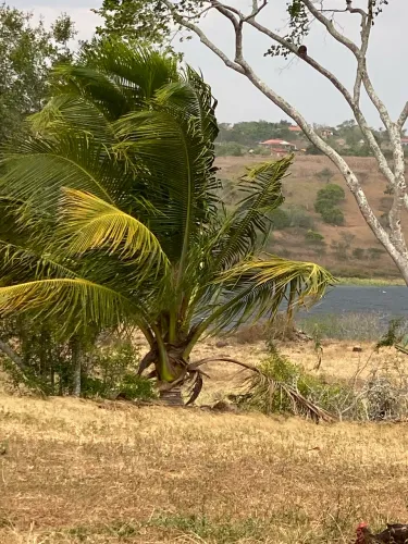 Alugo para o São João