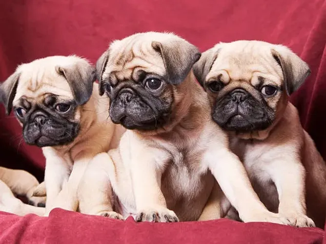 Filhote de Pug Que Faz Todo Mundo Sorrir