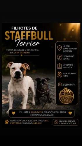 FILHOTE DE STAFFBULL TERRIER FÊMEA DISPONÍVEL! ?  Está procurando uma companheira fiel