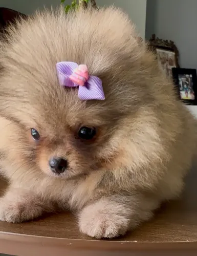 Lulu da pomerânia anãzinha e ursinha