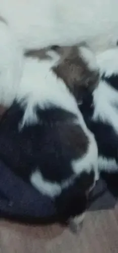 Cachorro shitzu