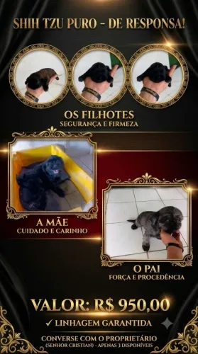 Filhotes de Shitzu disponível