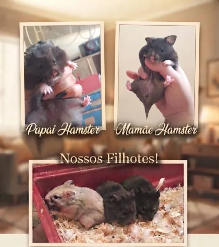 Hamsters sírios filhotes pra Vender 