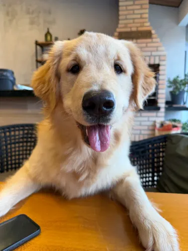 Vendo filhote de Golden Retriever