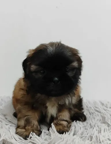 Filhote pequeno e ativos | Shih Tzu