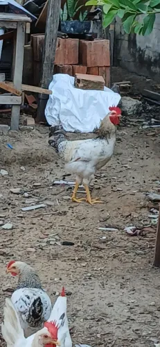 Frangos novos a vendas