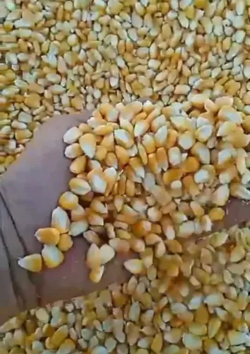 Venda de Milho Farelo de Soja e Outros Produtos