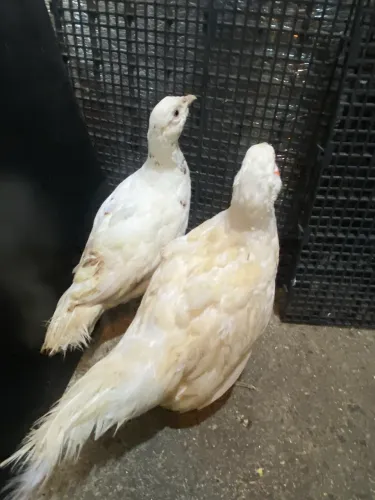 Faisão branco 1 macho e 2 fêmeas