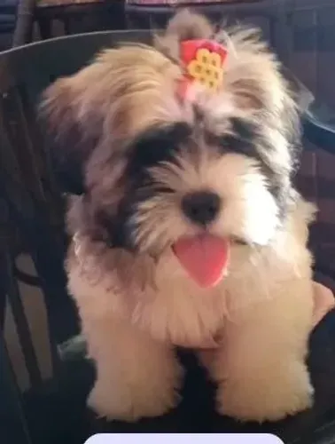 Shitzu
