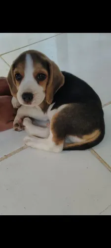 Filhote de Beagle cachorro 5 meses com todas as vacinas 