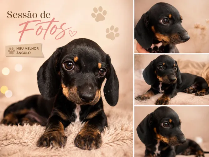 Cachorro salsicha macho 
