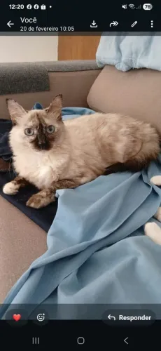 Gatinha castrada para adoção responsável