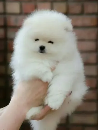 Filhote de Lulu da Pomerania Macho Pronta Entrega 