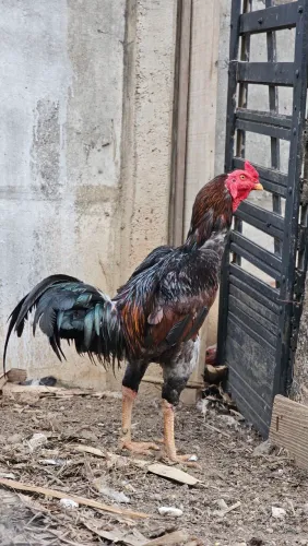 GALINHA CAIPIRA