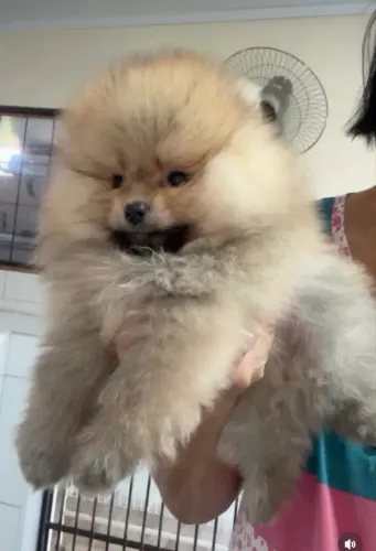 Lulu da Pomerânia macho à venda!