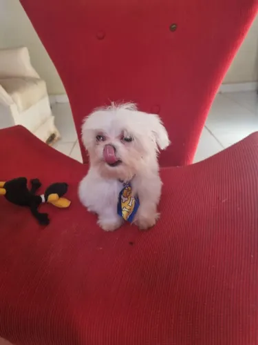 Lindo machinho de maltês micro
