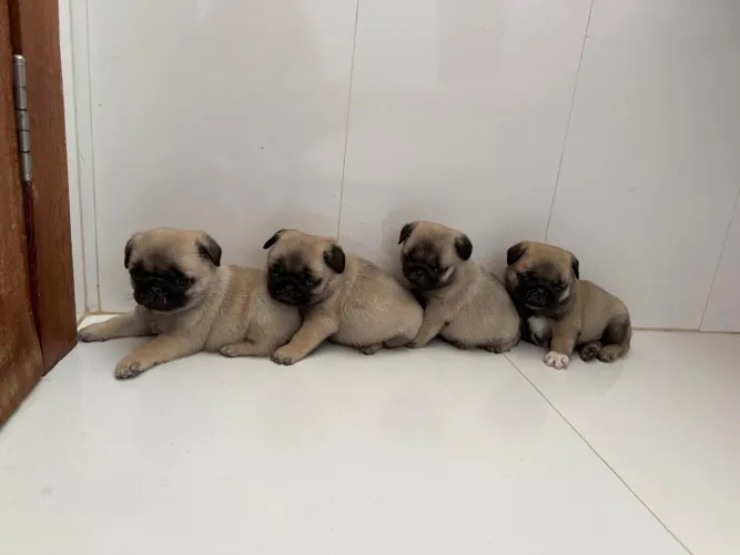 Filhotes de Pug a venda.