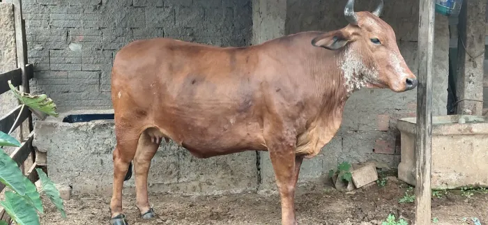Vaca