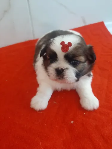 Shih tzu Pedigree CBKC 