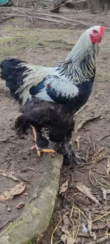 Brahma Dark 