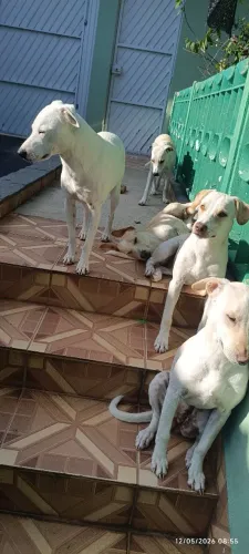 Doação de cachorros 1 macho 3 fêmeas 