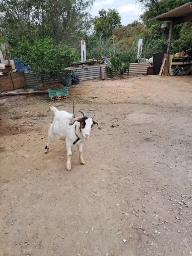 Cabrito novo