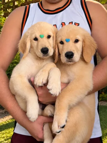 Golden retriever