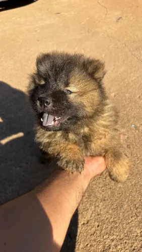 CHOW CHOW - MACHO E FÊMEA