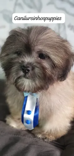 lhasa apso lindos bebes entrega mediata 