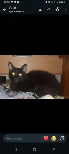 Doa-se Gato macho 6 meses já castrado 