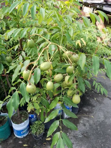Mudas de cajarana anã produzindo
