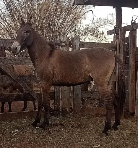Burro Marchador