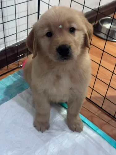 FILHOTES DE GOLDEN RETRIEVER DISPONÍVEIS!