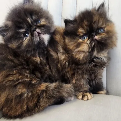 Persa fêmea para reserva